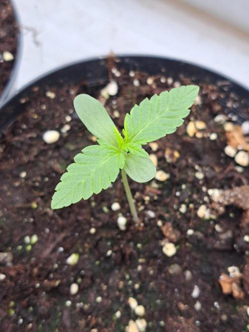 Sour Papaya. Week 1 - DAY14 Plant #3