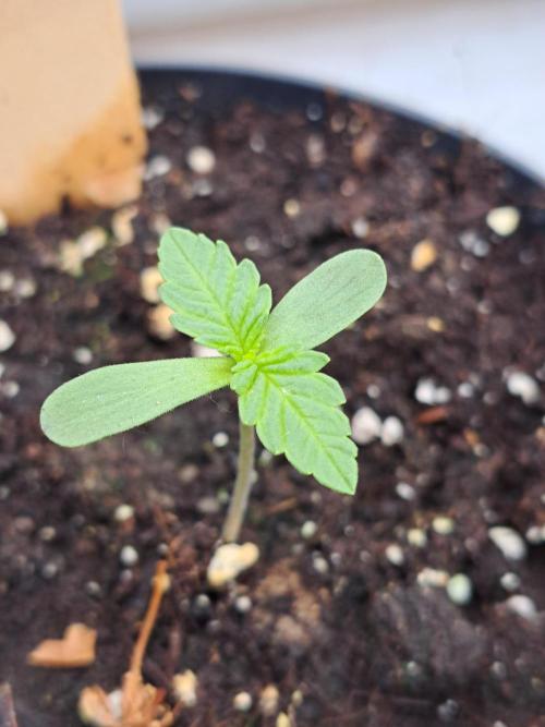 Sour Papaya. Week 1 - DAY14 Plant #4
