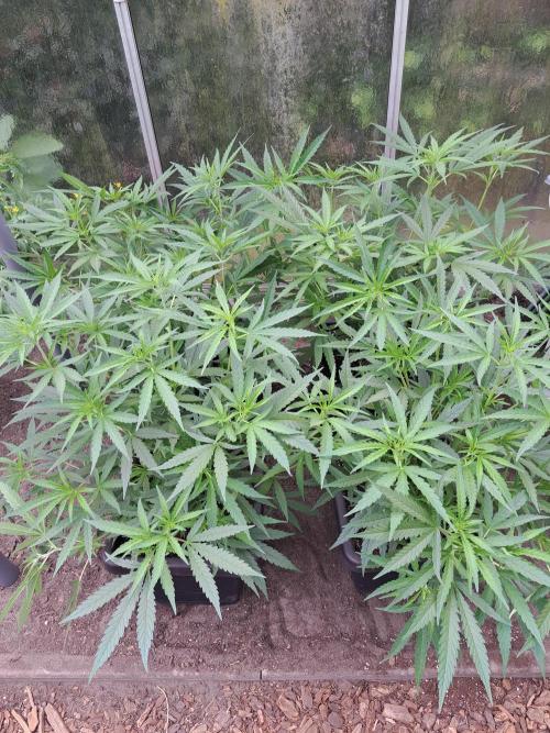 Biscotti#7 Zamnesia CLONE. Week 12 - DAY97 Before topping