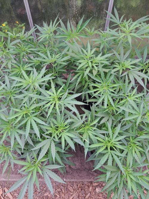 Biscotti#7 Zamnesia CLONE. Week 12 - DAY97 Before topping