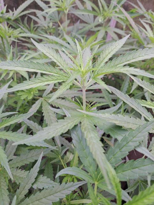 Biscotti#7 Zamnesia CLONE. Week 12 - DAY97 Before topping