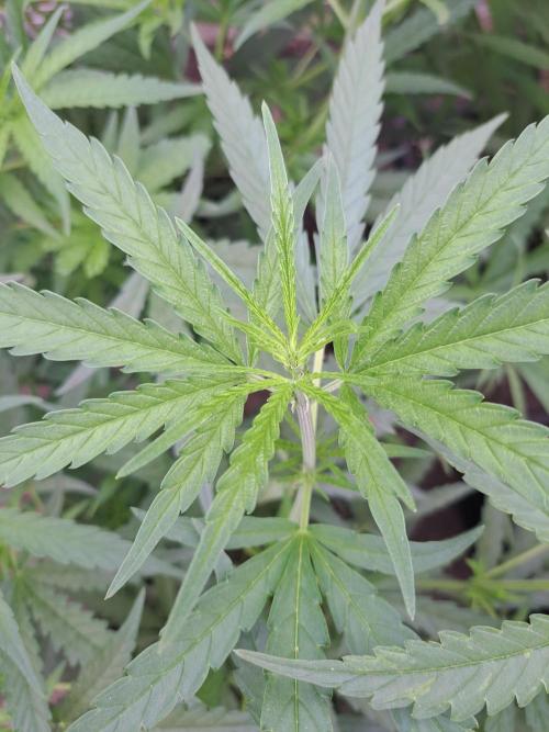 Biscotti#7 Zamnesia CLONE. Week 12 - DAY97 Before topping