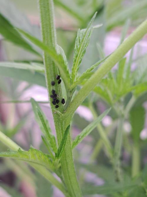 Biscotti#7 Zamnesia CLONE. Week 12 - DAY97 Aphids