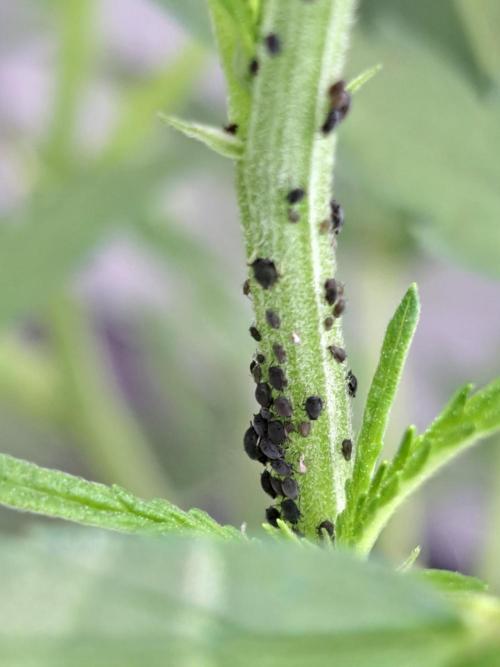Biscotti#7 Zamnesia CLONE. Week 12 - DAY97 Aphids