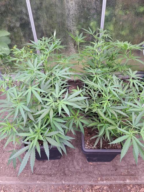 Biscotti#7 Zamnesia CLONE. Week 12 - DAY97 After topping