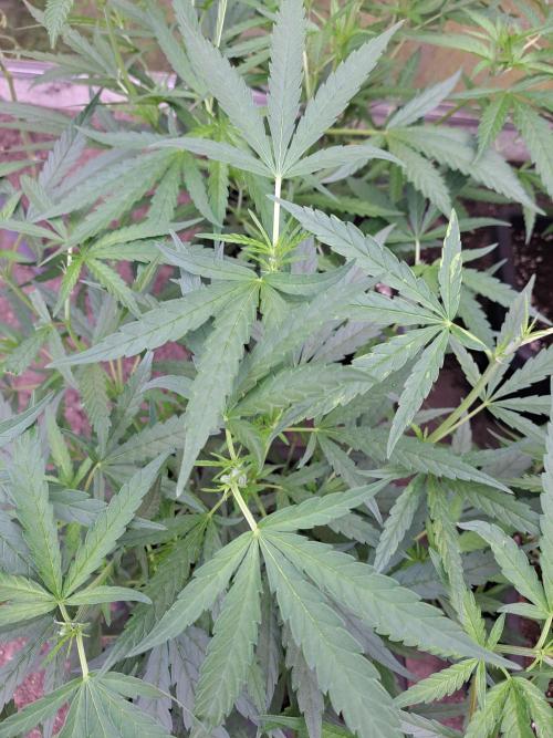 Biscotti#7 Zamnesia CLONE. Week 12 - DAY97 After topping