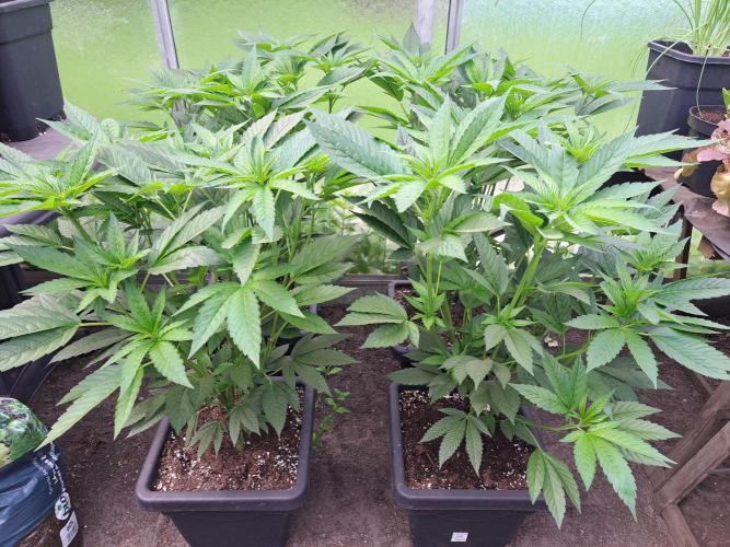 GH Cookies Gelato CLONE. Week 13 - DAY92 Before pruning