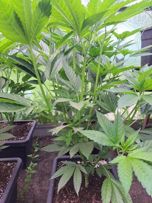 GH Cookies Gelato CLONE. Week 13 - DAY92 Before pruning