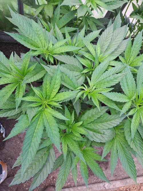 GH Cookies Gelato CLONE. Week 13 - DAY92 Before pruning
