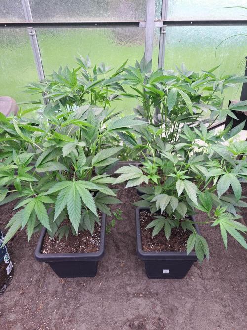GH Cookies Gelato CLONE. Week 13 - DAY92 After pruning