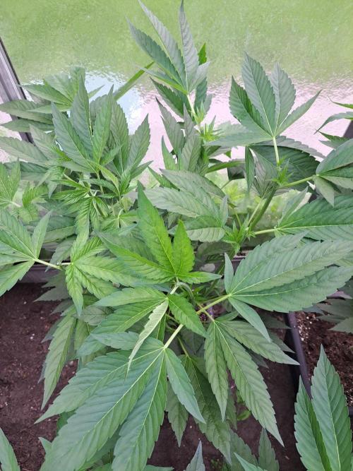GH Cookies Gelato CLONE. Week 13 - DAY92 After pruning