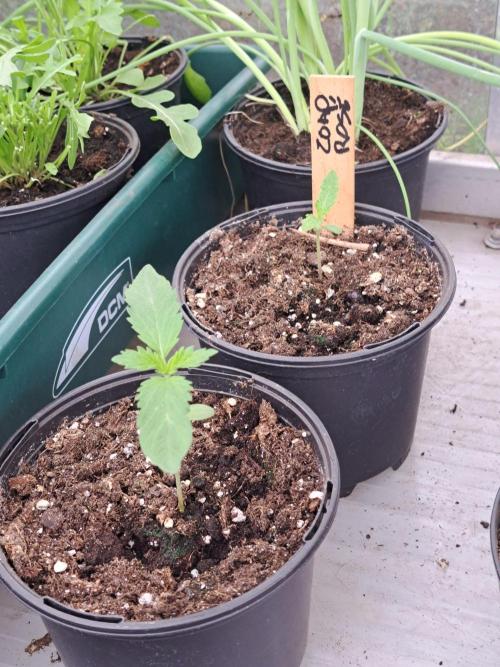 Zoap Rosé. Week 2 - DAY21