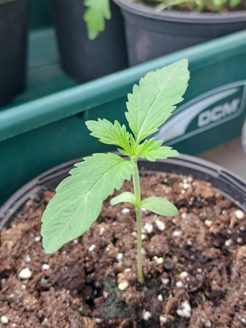 Zoap Rosé. Week 2 - DAY21 Plant #1