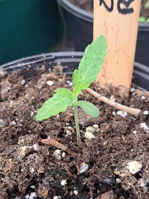Zoap Rosé. Week 2 - DAY21 Plant #2