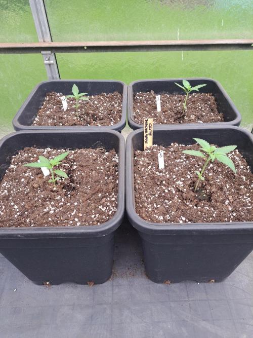 Mikromachine Auto. Week 2 - DAY21