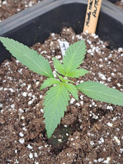 Mikromachine Auto. Week 2 - DAY21 Plant #1