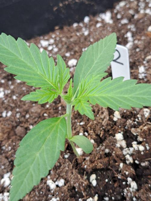Mikromachine Auto. Week 2 - DAY21 Plant #2
