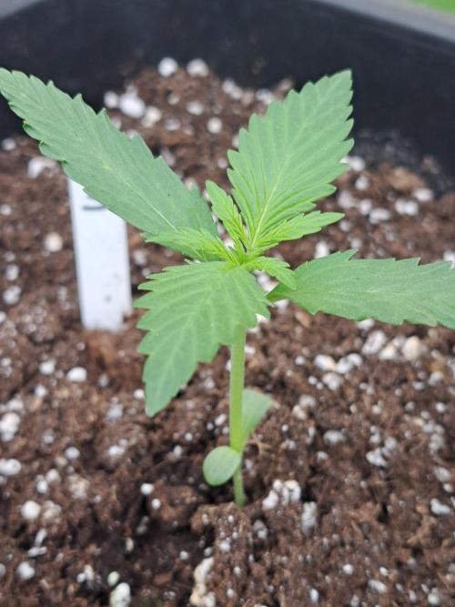 Mikromachine Auto. Week 2 - DAY21 Plant #3