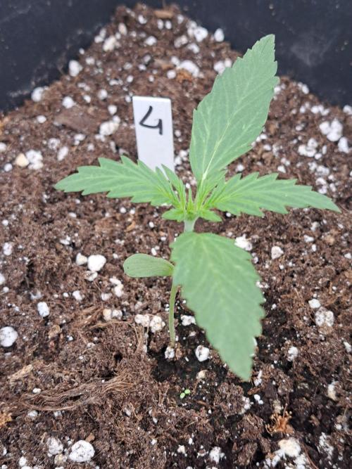 Mikromachine Auto. Week 2 - DAY21 Plant #4