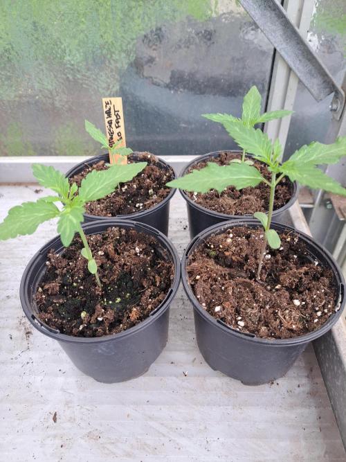 Amnesia Haze Go Fast. Week 2 - DAY21