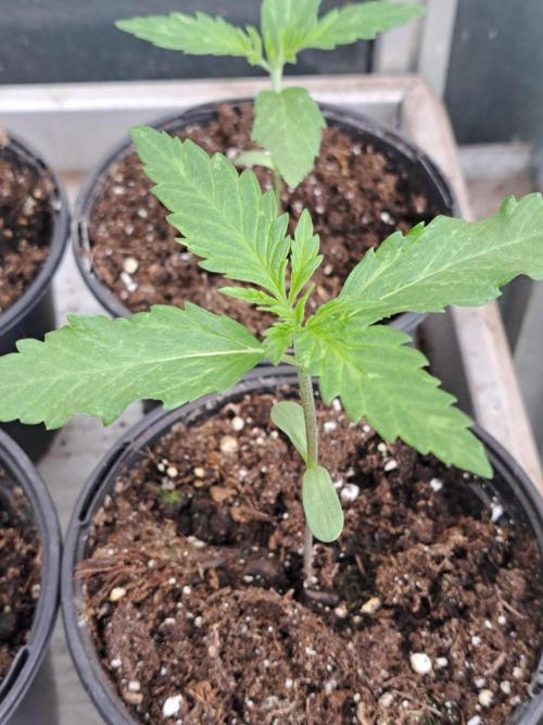 Amnesia Haze Go Fast. Week 2 - DAY21 Plant #1