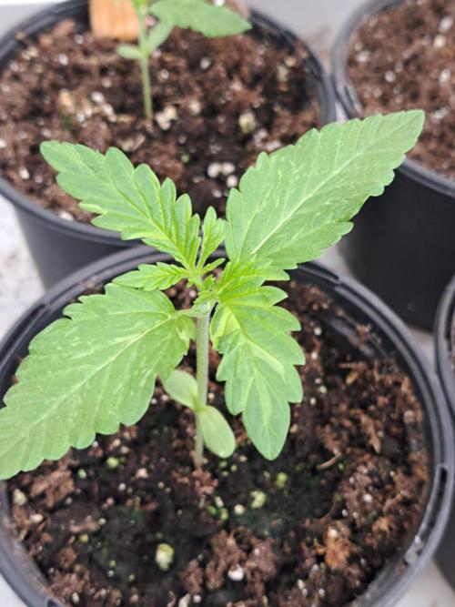 Amnesia Haze Go Fast. Week 2 - DAY21 Plant #2