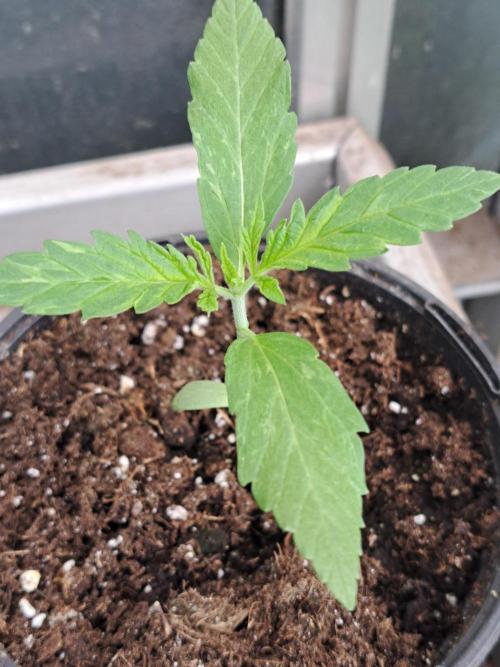 Amnesia Haze Go Fast. Week 2 - DAY21 Plant #3