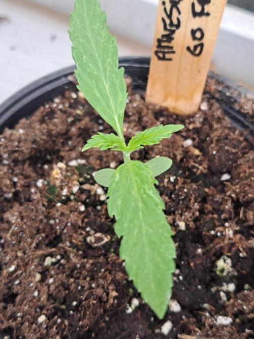 Amnesia Haze Go Fast. Week 2 - DAY21 Plant #4