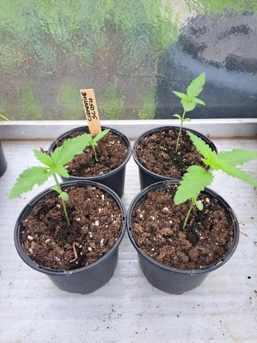 Clementine Slush. Week 2 - DAY21