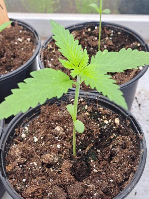 Clementine Slush. Week 2 - DAY21 Plant #1