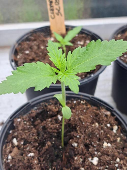 Clementine Slush. Week 2 - DAY21 Plant #2