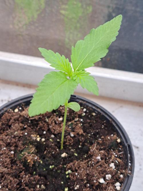 Clementine Slush. Week 2 - DAY21 Plant #3