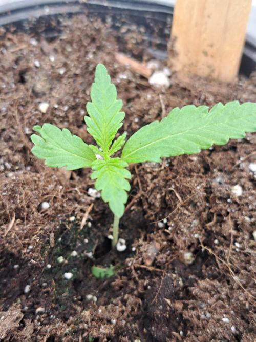 Clementine Slush. Week 2 - DAY21 Plant #4