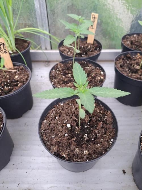 Permant Marker X Georgia Pie. Week 2 - DAY21