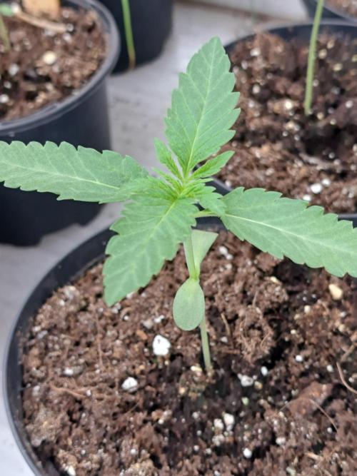 Permant Marker X Georgia Pie. Week 2 - DAY21 Plant #1