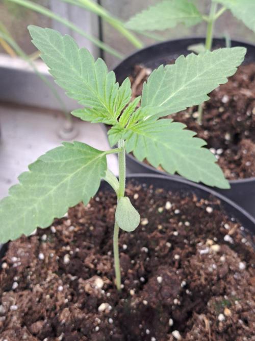 Permant Marker X Georgia Pie. Week 2 - DAY21 Plant #2