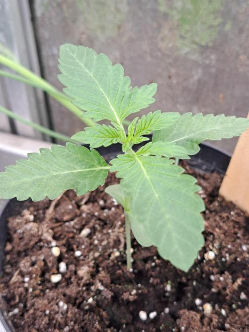 Permant Marker X Georgia Pie. Week 2 - DAY21 Plant #3