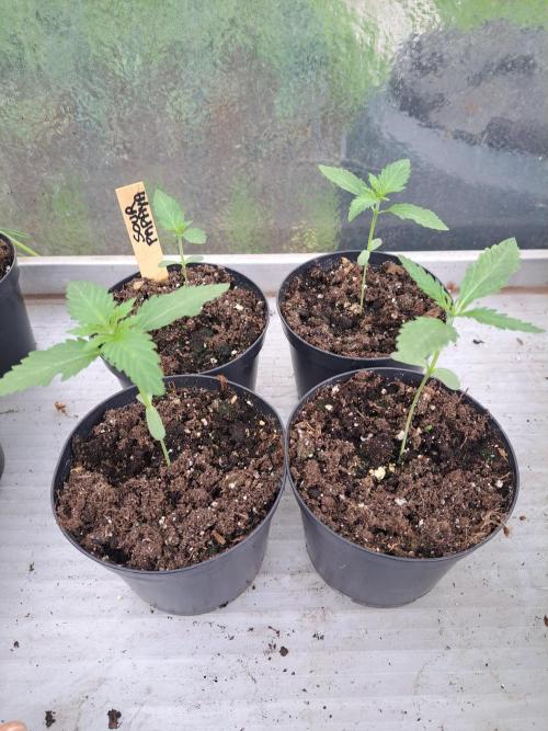 Sour Papaya. Week 2 - DAY21