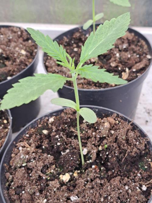 Sour Papaya. Week 2 - DAY21 Plant #1