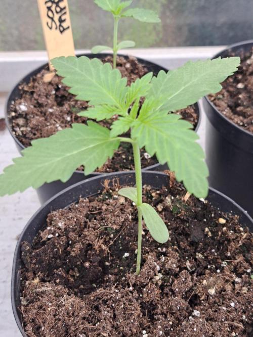 Sour Papaya. Week 2 - DAY21 Plant #2