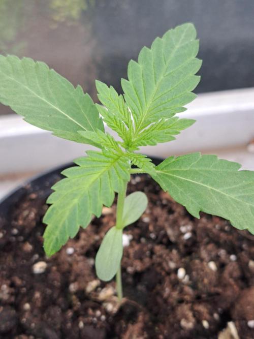 Sour Papaya. Week 2 - DAY21 Plant #3