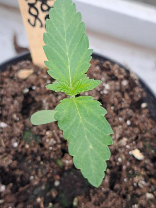 Sour Papaya. Week 2 - DAY21 Plant #4