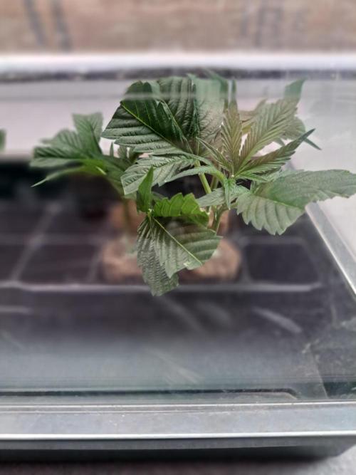 OUT Cookies Gelato CLONE. Week 1 - Clones in the propagator with lid