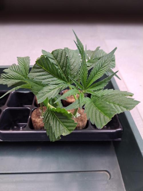 OUT Cookies Gelato CLONE. Week 1 - Clones in the propagator without lid