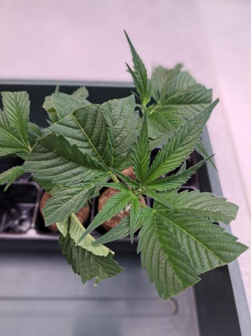 OUT Cookies Gelato CLONE. Week 1 - Closer look