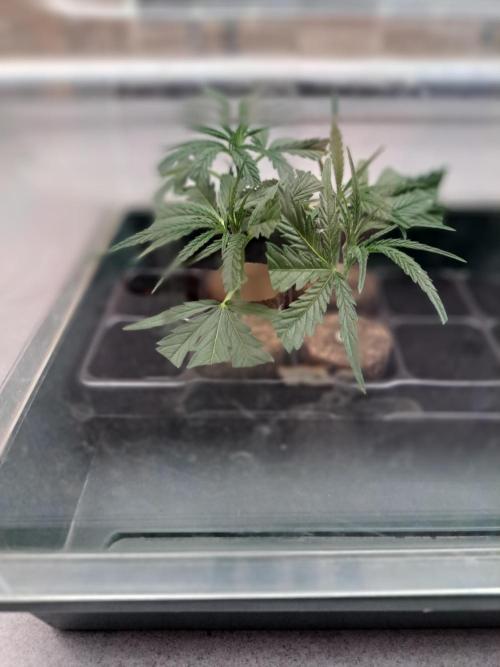 OUT Biscotti#7 CLONE. Week 1 - Clones in the propagator with lid