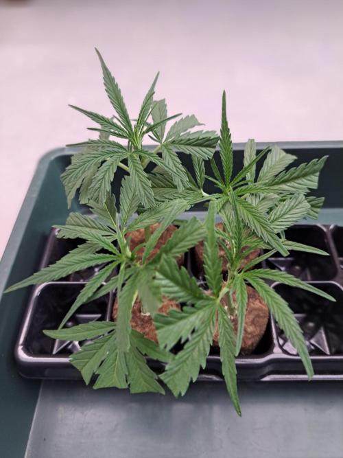 OUT Biscotti#7 CLONE. Week 1 - Clones in the propagator without lid