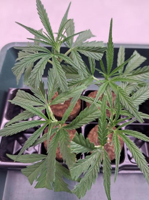 OUT Biscotti#7 CLONE. Week 1 - Closer look