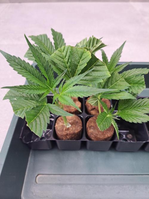 OUT Cookies Gelato CLONE. Week 2 - DAY15 Clones