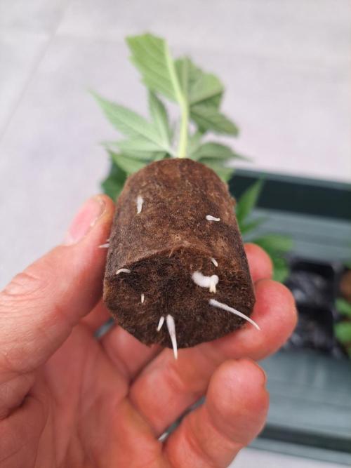 OUT Cookies Gelato CLONE. Week 2 - DAY15 Cuttings are rooted, they are clones now :)